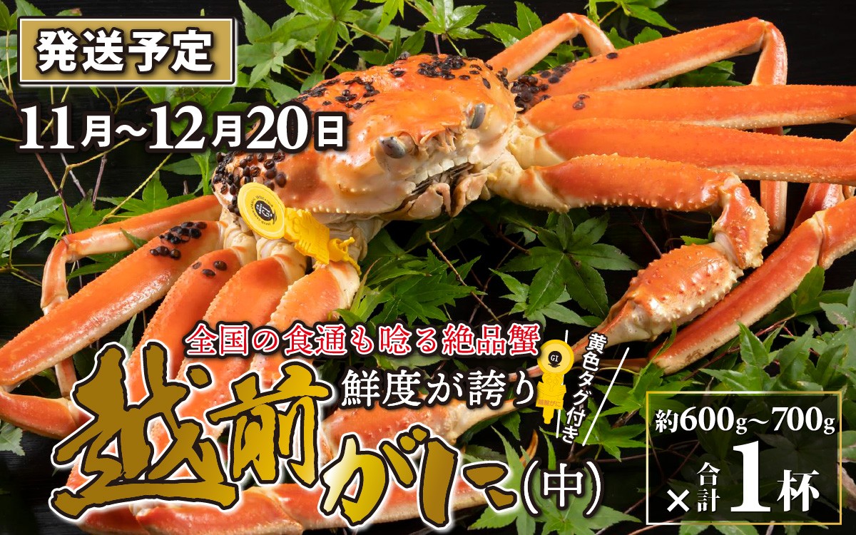
                  【先行予約】越前がに 中 （約600g～700g） 1杯【11月～12月配送】 ズワイガニ ずわいがに ズワイ蟹 越前ガニ ボイル 刺身 蟹 鍋 しゃぶしゃぶ 冷蔵  カニ 鍋 冬 海鮮 かに 国産 南越前町 福井県　送料無料
                