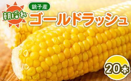 【先行予約 7月中旬~8月上旬発送予定】とうもろこし 20本 朝採り 旬 国産 産地直送 シーズン限定 冷蔵 銚子産 勘兵衛 ﾄｳﾓﾛｺｼ ﾄｳﾓﾛｺｼ ﾄｳﾓﾛｺｼ ﾄｳﾓﾛｺｼ ﾄｳﾓﾛｺｼ