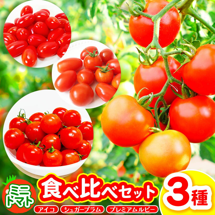 【ふるさと納税】御杖村産 ミニトマト食べ比べセット(3種) | ミニトマト セット アイコ シュガープラム プレミアムルビー 旬 自然の恵み 奈良県 御杖村