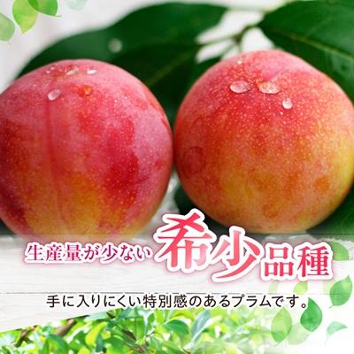 ふるさと納税 山梨県 山梨県オリジナル品種の完熟すもも「サマーエンジェル」舌の上でとろけるなめらかな果肉 |  | 03