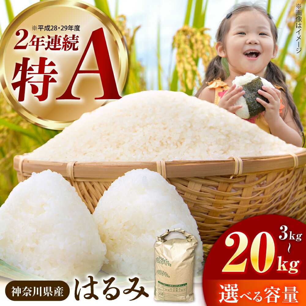 【ふるさと納税】選べる容量！【令和7年産】はるみ 3kg 5kg 10kg 20kg【井上農園】 米 お米 精米 白米 はるみ おこめ はくまい 令和7年産 開成町 神奈川県【特Aランク受賞実績あり！】[BDBB001]