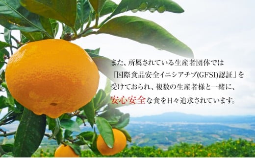 『菅本果実園』のみかん約5kg(2S-Lサイズ) 菅本さんのみかん『菅本果実園』《11月中旬-1月中旬頃出荷》【日付指定不可】---gkt_sgm_8_5kg---