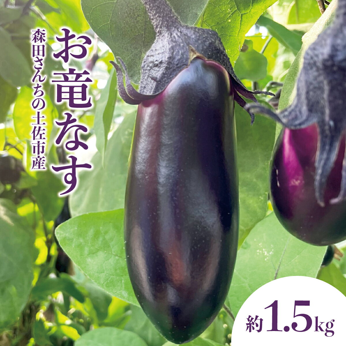 【ふるさと納税】森田さんちの土佐市産お竜なす 約1.5kg 1.5キロ 16~21本 1本約80g 茄子 ナス なすび 野菜 新鮮 焼き茄子 煮浸し 漬物 浅漬け ぬか漬け 味噌汁 おかず 弁当【株式会社とさもん】[BQAE044]
