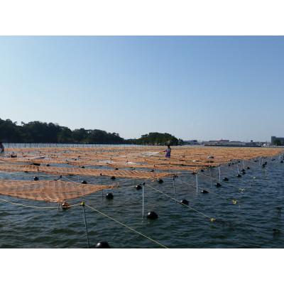 ふるさと納税 亘理町 宮城県荒浜産 あらはま海苔 朝海苔セット　3種 |  | 03