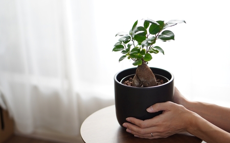 【グレー】ガジュマル モノトーン130 陶器鉢 1鉢 水位計セット