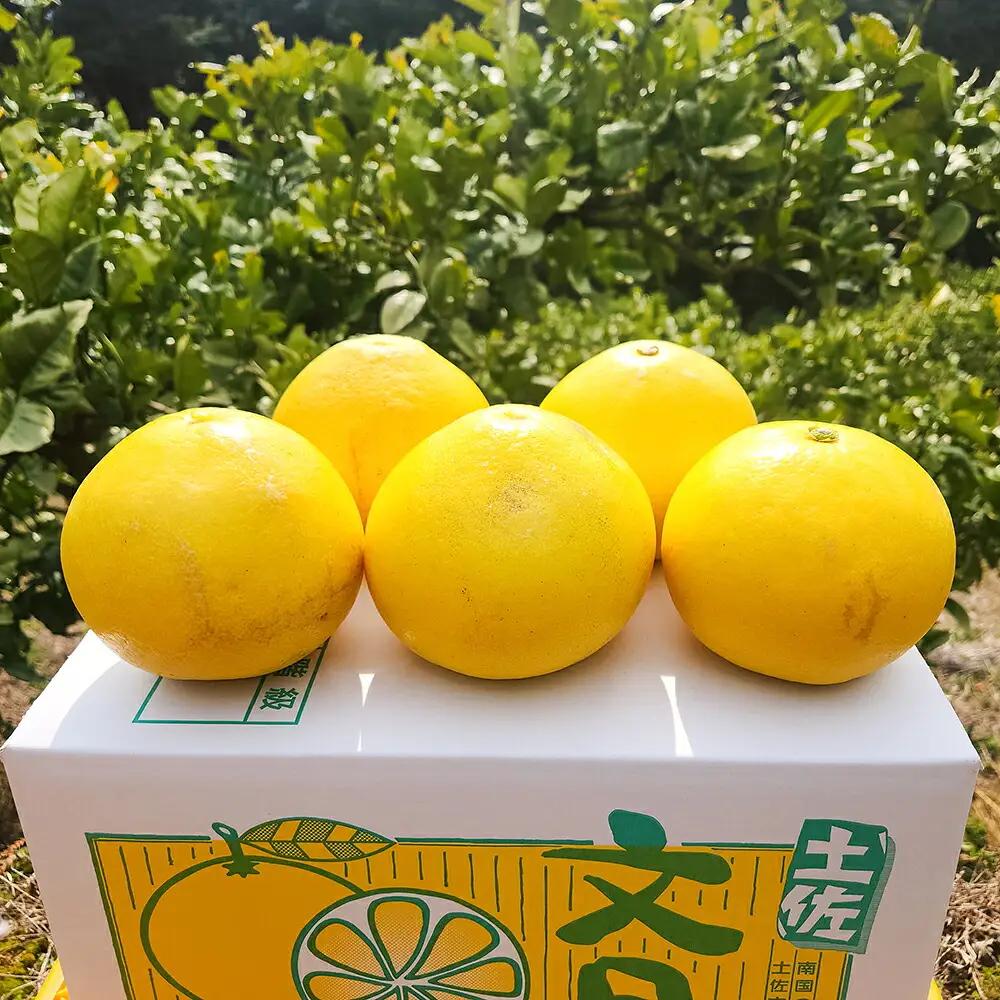 【先行予約】石元農園の土佐文旦 家庭用 約10kg（14?22玉） 高知県土佐市 【石元農園】 [BQBH002]