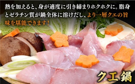 【12月〜翌年1月限定】 天然 クエ 丸もの 1本 2〜3kg（鍋・刺身4〜5人用）《壱岐市》【丸和水産】 [JCJ023] クエ くえ 高級魚 刺身 刺し身 クエ刺身 クエ刺し身 クエ鍋 くえ鍋 海