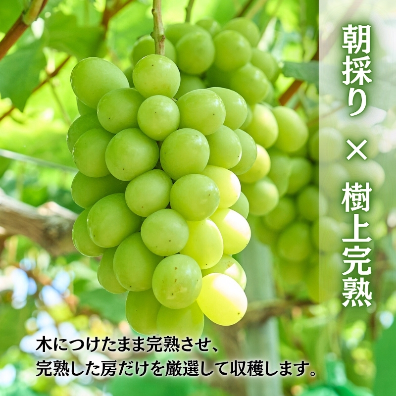 ＜2026年発送分　先行予約受付中！！＞ 厳選朝採りシャインマスカット 約600g 1房 ｜ 樹上完熟 産地直送 厳選 朝採りフルーツ ぶどう 果物 大粒 高級 ブドウ 葡萄 ギフト 大阪 河内長野 