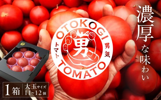 【先行予約】【限定30】男気トマト 1箱 11～12個入り | トマト とまと 野菜 リコピン 有機肥料 濃厚 完熟 低農薬栽培 無かん水栽培 凝縮 産地直送 農家直送 メディア掲載 話題 テレビ 青空レストラン 日曜マイチョイス 家事ヤロウ ざわつく金曜日 受賞 大賞 人気 お取り寄せ ギフト 贈り物 手土産 手島農園 埼玉県 桶川市