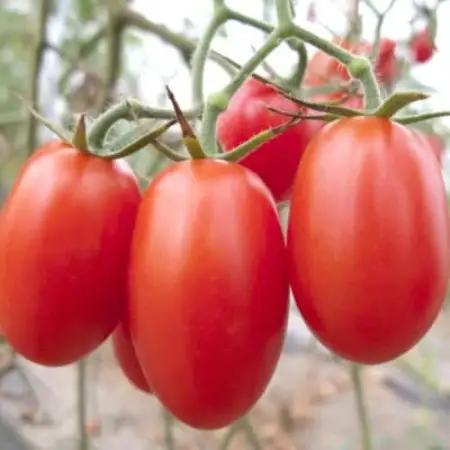 【2027年3月出荷】和歌山県産ミニトマト「アイコトマト」約2kg(M・Lサイズおまかせ)日高町【配送不可地域：離島・北海道・沖縄県】【1747379】