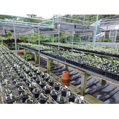 徳川家康公の縁起物!萬年青講座と植え替え体験【萬年青プレゼント!】