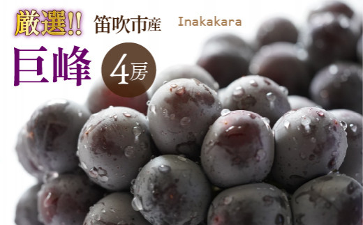 【2026年発送★先行予約】Inakakara厳選！巨峰4房(2~2.2kg)192-030-26y