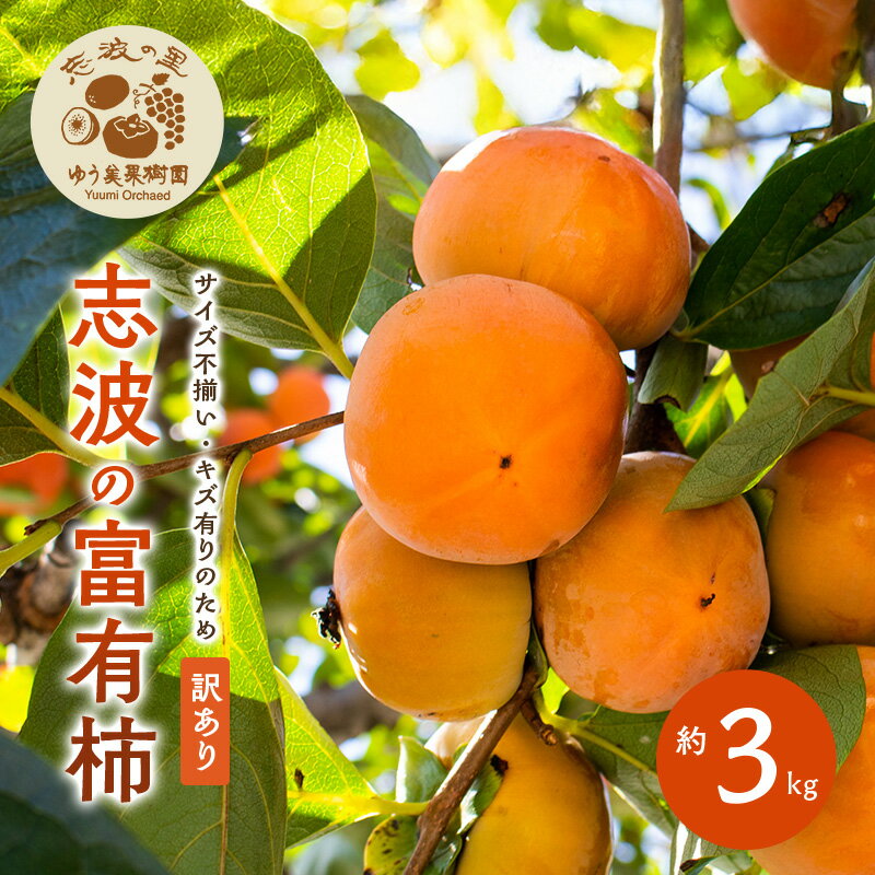 【ふるさと納税】2026年12月発送　訳あり 規格外品　志波の富有柿 約3kg 柿 ※配送不可：離島　お届け：2026年12月上旬～2026年12月20日まで