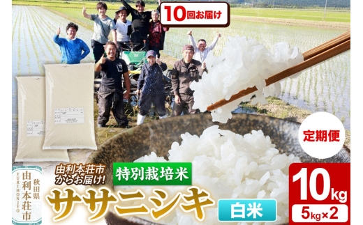 《定期便10ヶ月》令和7年産【白米】特別栽培米 ササニシキ 10kg（5kg×2袋） 秋田県産 [ササニシキ 米 お米 白米 精米 特別栽培米 ブランド米 食卓 秋田県産 秋田県 由利本荘市]