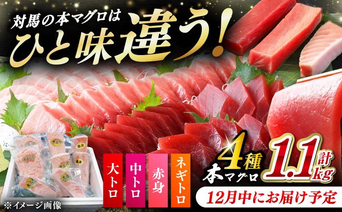 【12月中にお届け】対馬産 本マグロ 4種 計1.1kg（赤身/中トロ/大トロ/ネギトロ）《対馬市》【対海】 冷凍配送 食べ比べ 新鮮 手巻き寿司 海鮮丼 贈り物 [WAH028-12]