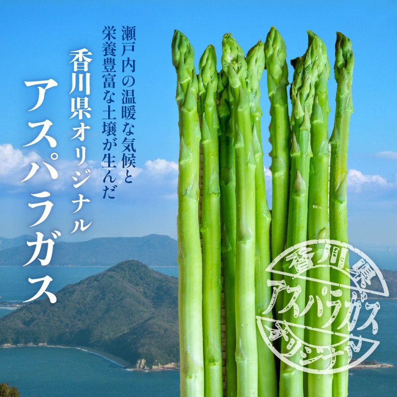 【ふるさと納税】 アスパラガス さぬきのめざめ 約1.5kg 先行予約 [ バラ詰め 夏芽 春芽 グリーンアスパラ シャキシャキ 新鮮野菜 旬 冷蔵 野菜 夏野菜 贈答用 お取り寄せグルメ 人気 ギフト 産地直送 送料無料 香川県 三豊市 豊田農園 ]