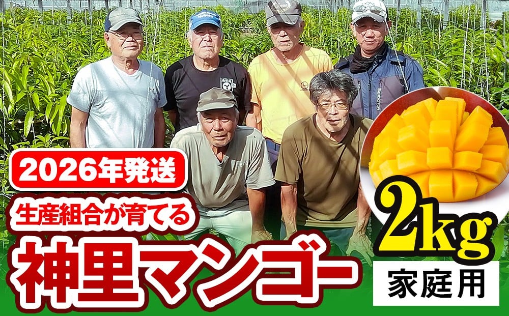 
            【2026年発送】生産組合が育てる神里のマンゴー2kg　家庭用
          