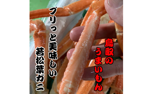 【魚倉】生若松葉ガニ 4枚（足１から２本なし含む） 松葉ガニ カニ ズワイガニ 冷蔵 カニ爪 かにしゃぶ カニ刺身 ずわいがに 鮮度抜群 国産 高級 足欠け 足かけ 鳥取県 倉吉市