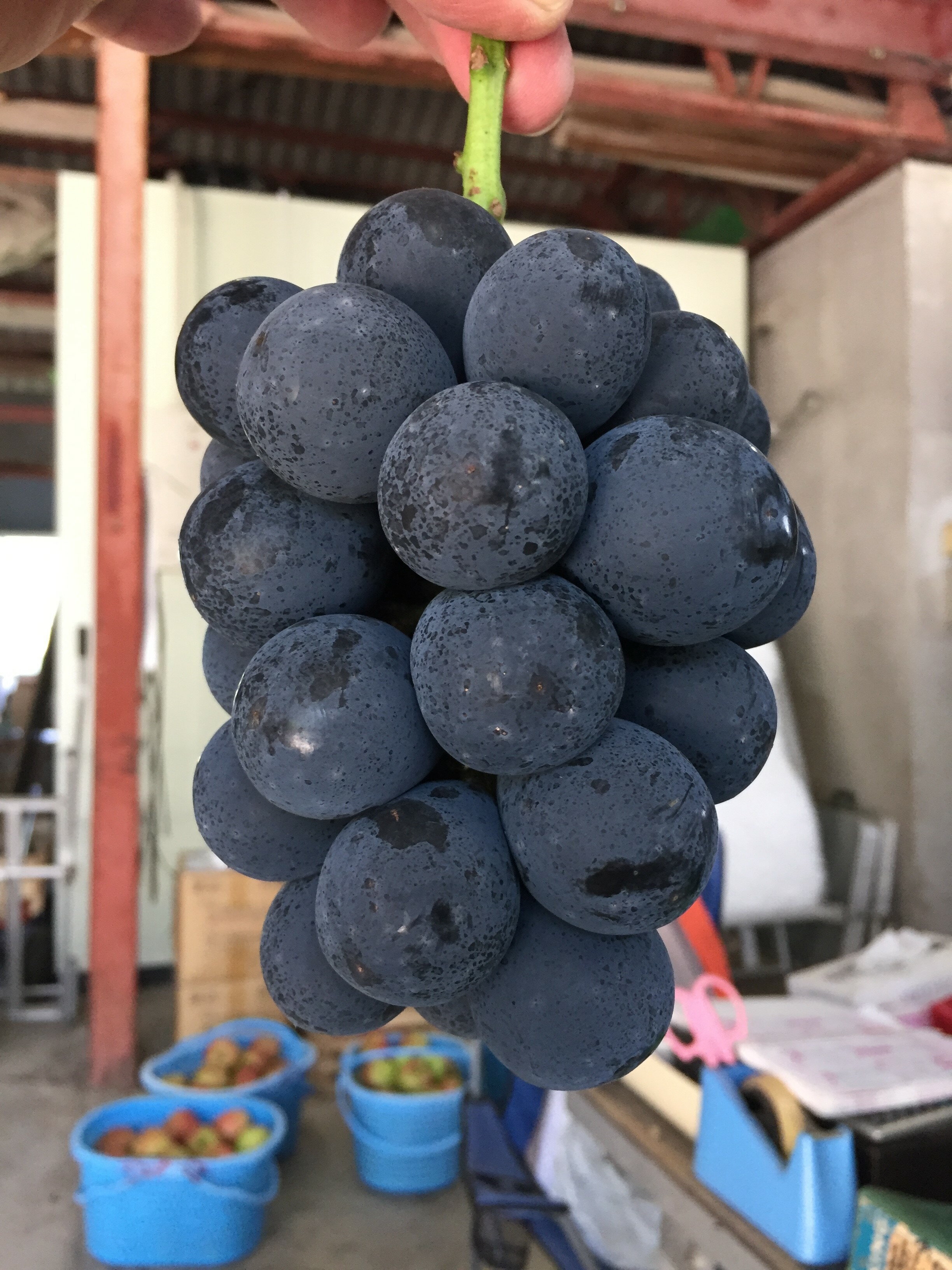 【ふるさと納税】【2025年先行予約】ぶどう ナガノパープル 1kg(2~3房)｜ 葡萄 黒ぶどう フルーツ 果物 千曲市 長野県産 信州