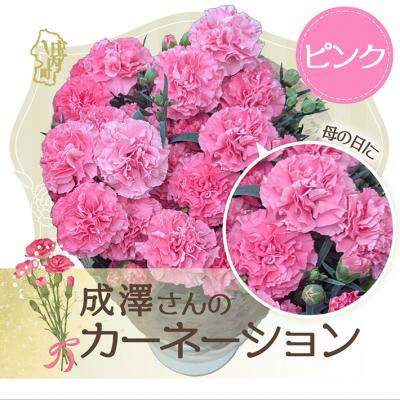 ふるさと納税 庄内町 【R8.5月初旬より順次発送】成澤さんのカーネーション ピンク(入金期限:2026.4.30)