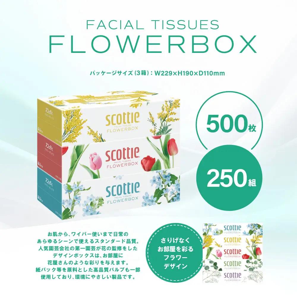 スコッティ ティッシュ 250組 3箱 ティシュー