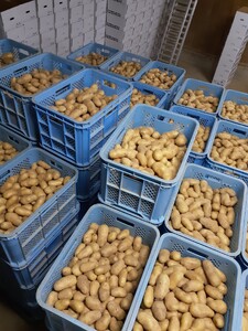 【2025年度産】北海道上ノ国町産 おいしい馬鈴薯「メークイン」　Mサイズ×10㎏