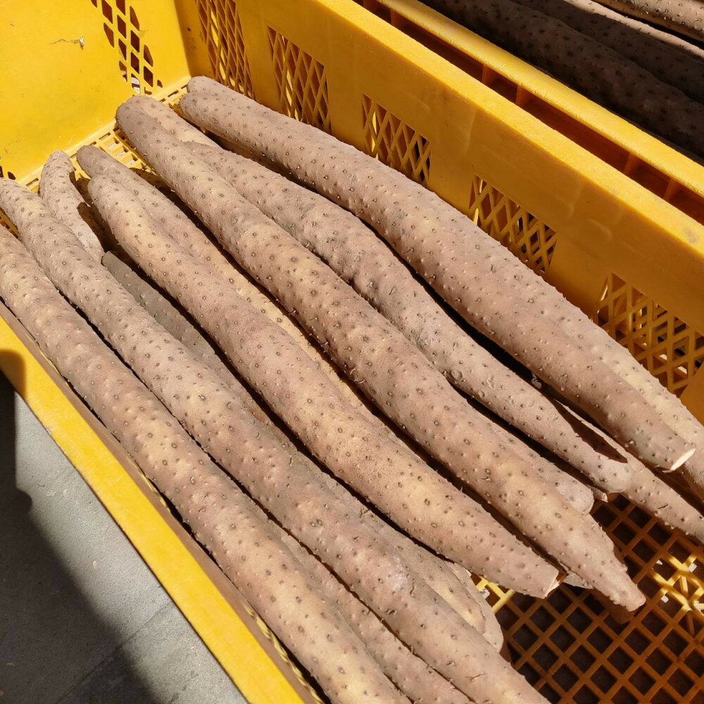 【ふるさと納税】【鳥取県産】とろける触感 砂丘育ちの ながいも 2kg