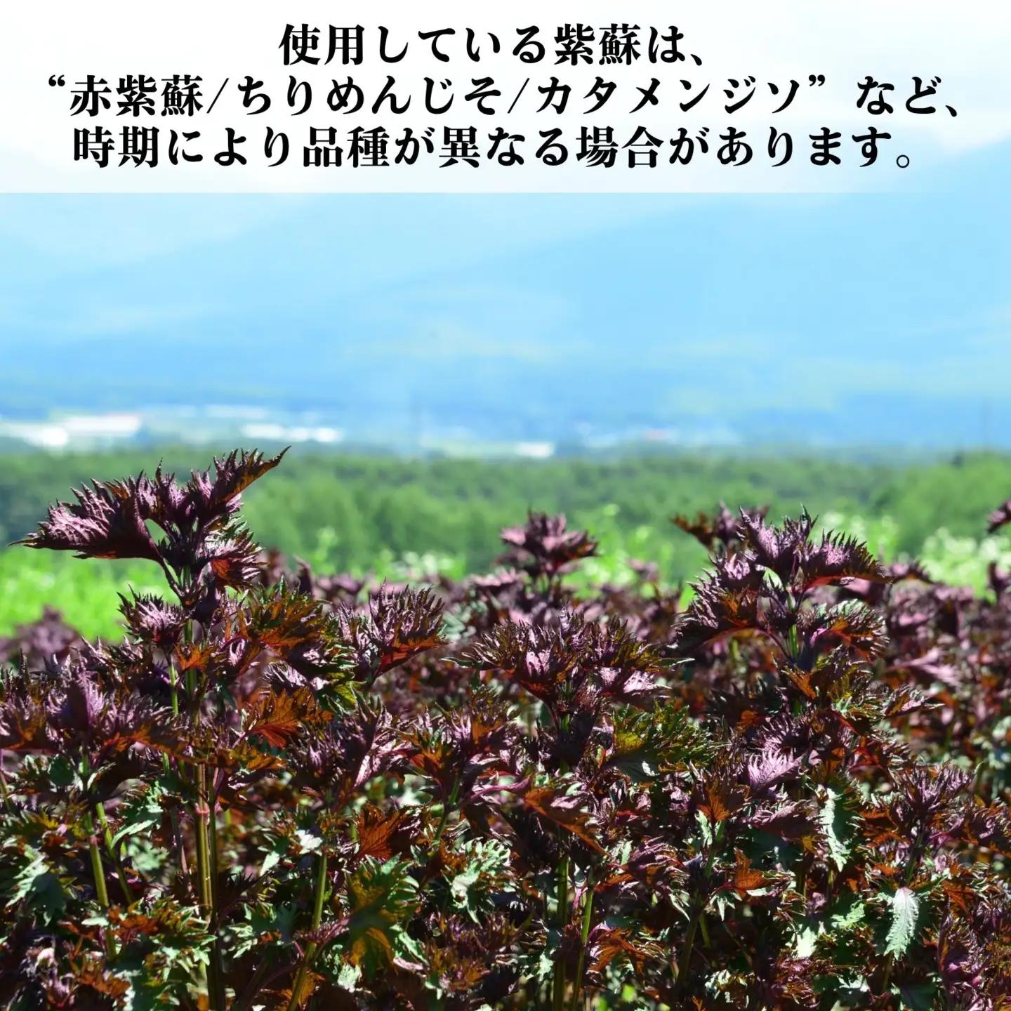 赤紫蘇ジュース120ml×5本 ｜ 飲料 赤紫蘇 ジュース 馨工房