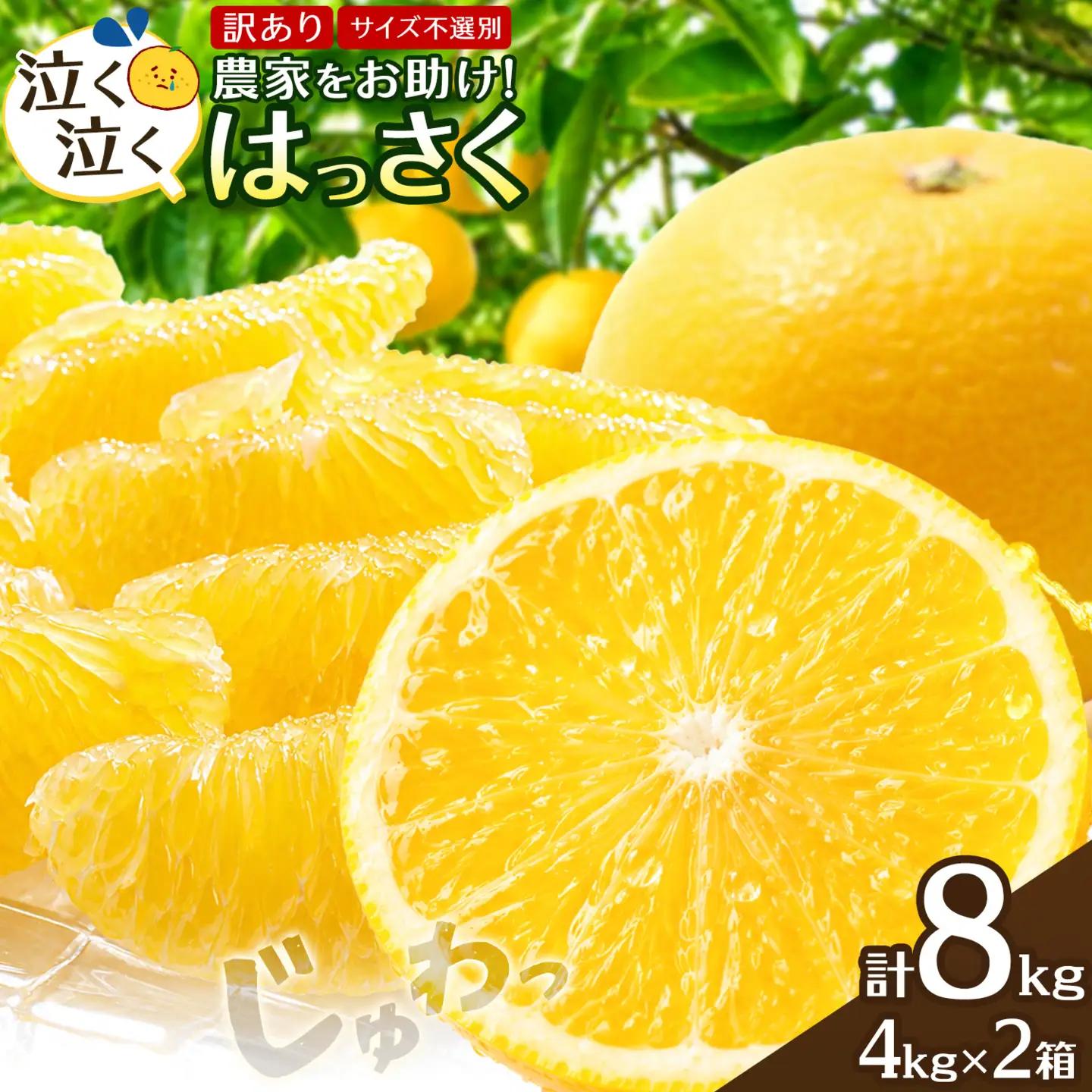はっさく4kg2箱 訳あり 八朔 