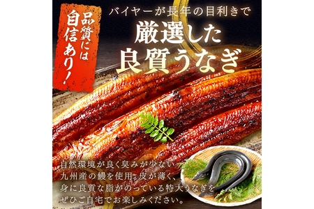 【定期便 隔月×3回】超特大！極上！国産うなぎ蒲焼 2尾 合計500g前後