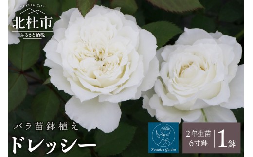 【2026年2月以降発送】バラ苗鉢植え「ドレッシー」 バラ 苗 1鉢 四季咲き 鉢植え 花 6寸鉢 2年生苗 ガーデニング 初心者 母の日 父の日