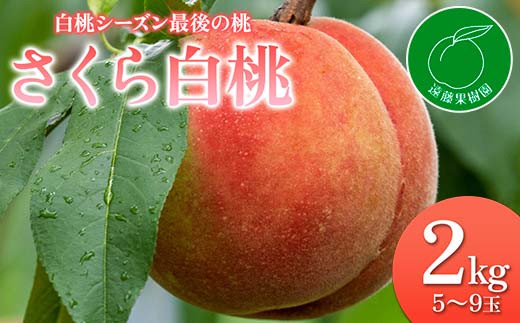 福島県産 さくら白桃 2kg 2025年9月上旬～2025年9月中旬発送 2025年出荷分 先行予約 予約 大玉 固め 白桃 伊達の桃 桃 もも モモ 果物 くだもの フルーツ 国産 食品 F20C-833