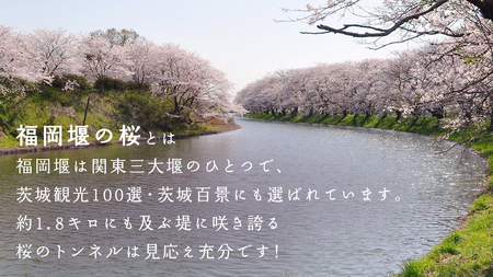 【 福岡堰 桜並木 】さくらオーナー募集【5年間・記念プレート設置】 桜 オーナー オーナー制度 権利 環境保全 自然保護 桜保全管理 地域貢献 祝 記念 記念撮影 写真撮影 記念写真 思い出 フォト
