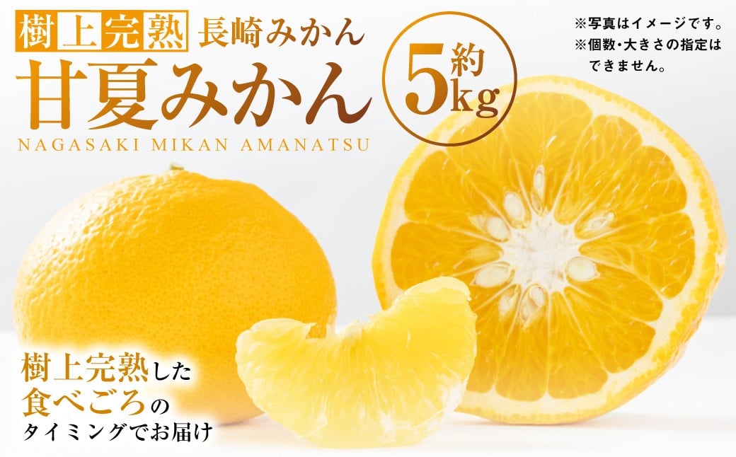 【樹上完熟】長崎みかん（ 甘夏みかん ）約5kg みかん フルーツ 甘夏 果物 くだもの ミカン 蜜柑 長崎 【2026年4月上旬-7月上旬発送予定】