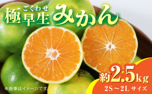 【先行予約】極早生みかん 約2.5kg　2S～2Lサイズ　【くまふる】  1万円以下 10000円以下 [ZBG056]