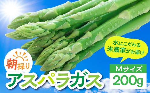 数量限定《先行予約》令和8年産 6月下旬～順次発送 米 農家がつくる！ 水にこだわった朝採れアスパラガス M 200g  野菜 春野菜 夏野菜 アスパラ 朝採れ 訳あり わけあり 不揃い お米 農家 池本農園 5000円 10000円 1万円
