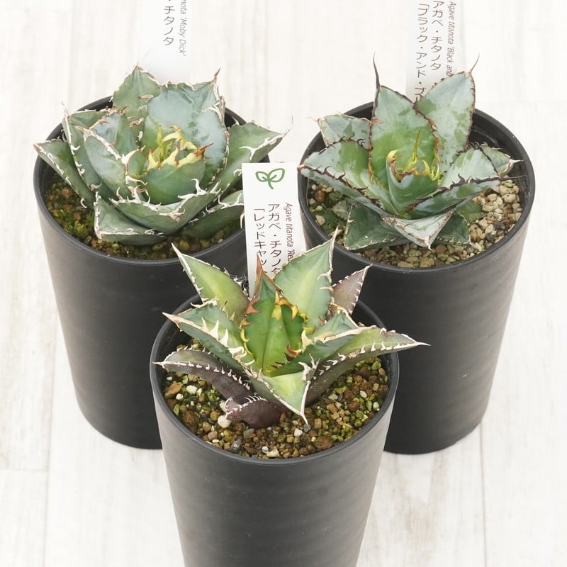 
            多肉植物 インテリア アガベ チタノタ銘品３種セット 白鯨・赤猫・ブラック＆ブルー 3.5号鉢 四国ガーデン 人気 観葉植物 グリーン リラックス 伊予市｜D52
          