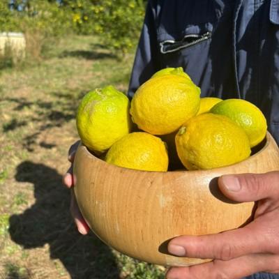 ふるさと納税 宗像市 【11月〜5月順次発送】宗像産レモン2kg【道の駅むなかた】_HA1817 |  | 02