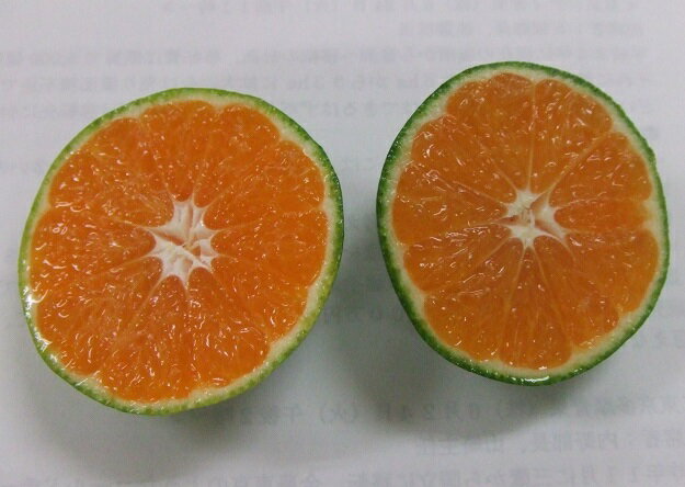 【ふるさと納税】《数量限定》幸田町産「グリーンハウスみかん 2kg化粧箱」 みかん ミカン 蜜柑 フルーツ 果物 ギフト ※8月中旬〜9月上旬に発送予定※北海道・沖縄・離島への発送不可※着日時指定不可