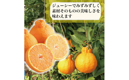 先行予約 不知火 約3kg 5Lサイズ 6玉 【 しらぬい 】