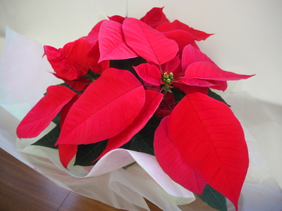 贈答用 ポインセチア 鉢植え 5号鉢（15cm鉢） 2025年12月上旬から順次発送 赤 レッド 花 フラワー 鉢植 植物 インテリア 冬 クリスマス 贈り物 プレゼント ギフト 埼玉県 吉見町