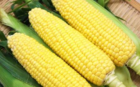 熊本県産 スイートコーン 約3.5kg 【2026年5月下旬発送開始】 野菜 やさい とうもろこし トウモロコシ コーン 国産