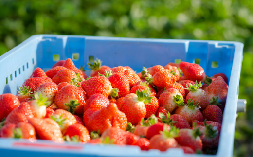 糸島の美味い あまおう 270g×2パック (A品B品含む３L〜５L) 糸島市 / 磯本農園 / TANNAL [ATB003] あまおう 果物 フルーツ ストロベリー グルメ パフェ ケーキ パンケ