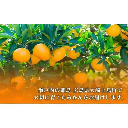 温州みかん 皮が薄い 甘み凝縮 約5kg 約50～60個 [先行予約 2026年11月中旬～発送] 瀬戸内 亀ちゃんみかん S～M玉 広島県 大崎上島町 国産 濃厚 果物 フルーツ ギフト 家庭用 送