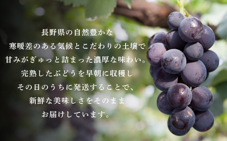 【2026年先行予約】朝採り 巨峰 約800g | 巨峰 千曲市 長野県産 信州