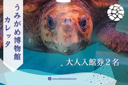 日和佐うみがめ博物館カレッタ入館券　【大人２名分】