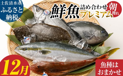 旬の朝獲れ鮮魚詰め合わせ（プレミアム）【2026年12月配送※着日指定不可】 鮮魚 ボックス 詰め合わせ【以布利定置網　漁師直送】朝獲れ 旬 魚介 海鮮 魚 さかな せんぎょ 鮮魚セット おまかせ お任せ【S00819-12】