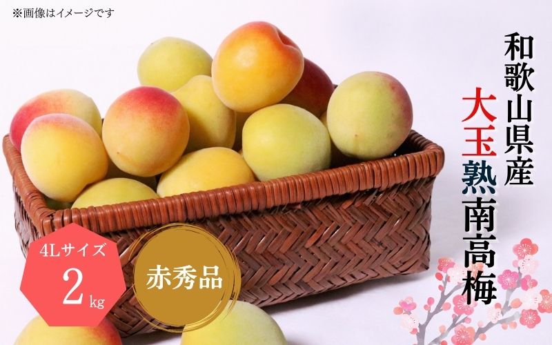 
                  【梅干・梅酒用】大玉4Lサイズ 約2kg 熟南高 生梅 赤秀品【2027年6月上旬～7月上旬ごろ発送予定】【ART01】
                