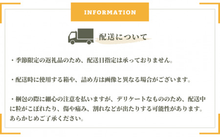 桃太郎ぶどう 1房 約500g 【先行予約 2026年8月下旬から順次発送】