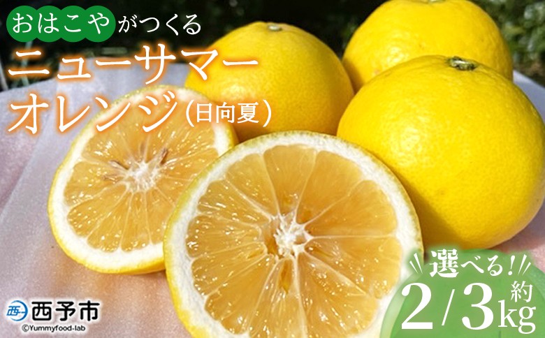 
                  ＜おはこやがつくる ニューサマーオレンジ（日向夏） 約2/3kg（L～3Lサイズ）＞ 果物 くだもの フルーツ 柑橘 ミカン 蜜柑 みかん にゅーさまーおれんじ 日向夏 小夏 特産品 西宇和 愛媛県 西予市【常温】
                